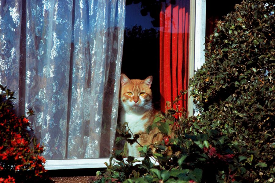 محكمة فرنسية تُغرّم القط “ريمي” وسيدته.. فما القصة؟